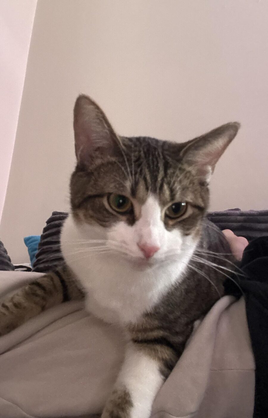 A tabby and white cat lying on a blanket, looking at the camera