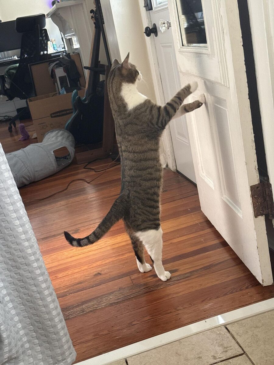 A tabby and white cat standing on its hind legs, pawing at a door