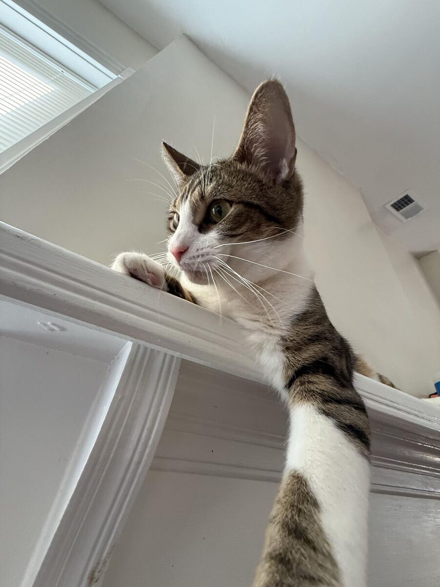 A tabby and white cat peering down from a ledge above a doorway